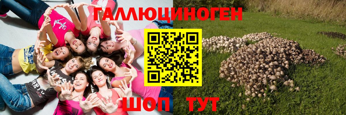 Псилоцибиновые грибы Cubensis Вятские Поляны